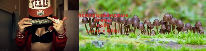 Псилоцибиновые грибы Psilocybe  Белокуриха 